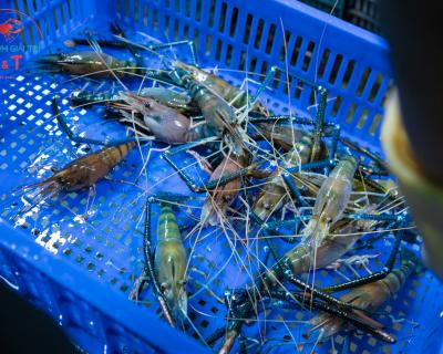 Tôm Càng Xanh - Đặc Sản Thủy Sản Quý Giá Của Việt Nam